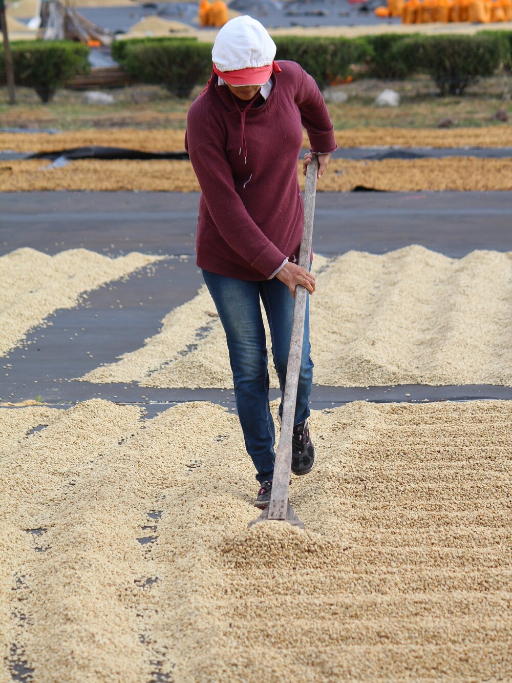 Nicaragua SHG EP Limoncillo Estate Fincas Mierisch suseni